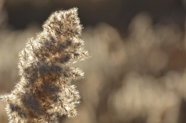 Quelles sont les meilleures astuces d'utilisation de l'herbe de la pampa séchée pour la décoration ?