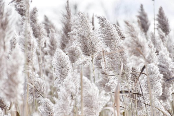 Les avantages surprenants de l'herbe de la pampa séchée dans votre jardin