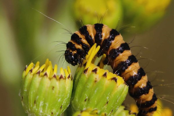 Comment se débarrasser des chenilles processionnaires dans le Var ?