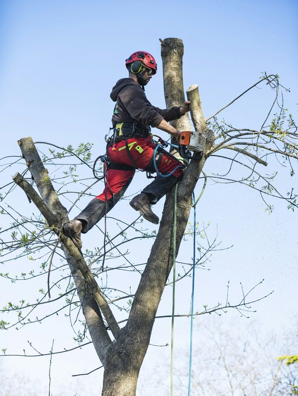 Prix d'un élagage d'arbre : le coût d'une opération d'entretien